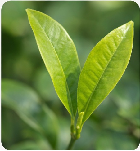 Feuille Main de bouddha