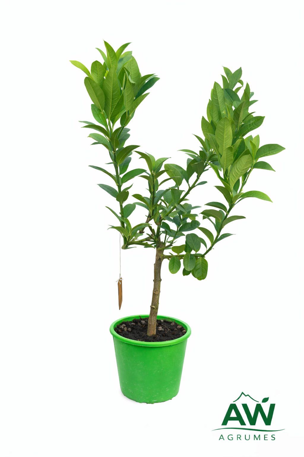 Main de bouddha - ma plante