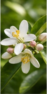 Fleur Citrus Doppio Sanguigno